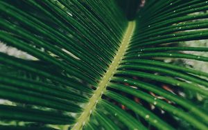 Preview wallpaper leaf, green, macro
