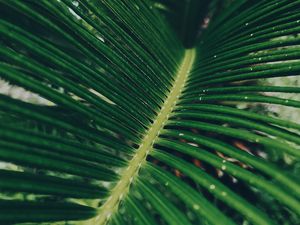 Preview wallpaper leaf, green, macro