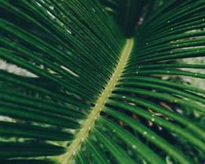 Preview wallpaper leaf, green, macro