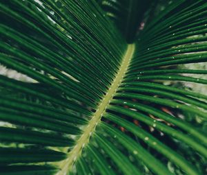 Preview wallpaper leaf, green, macro