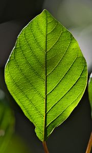 Preview wallpaper leaf, green, macro, veins