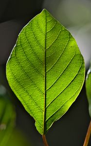 Preview wallpaper leaf, green, macro, veins
