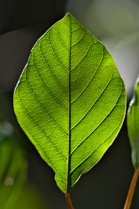 Preview wallpaper leaf, green, macro, veins