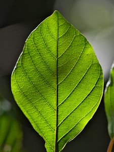 Preview wallpaper leaf, green, macro, veins