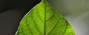 Preview wallpaper leaf, green, macro, veins