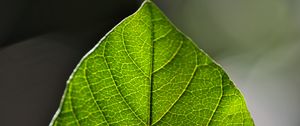 Preview wallpaper leaf, green, macro, veins