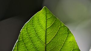 Preview wallpaper leaf, green, macro, veins