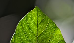 Preview wallpaper leaf, green, macro, veins