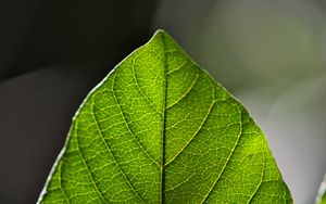 Preview wallpaper leaf, green, macro, veins