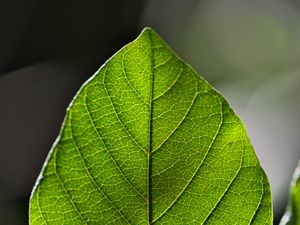Preview wallpaper leaf, green, macro, veins