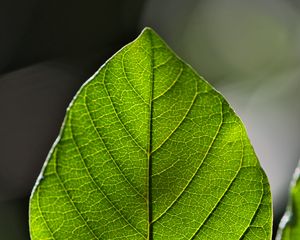 Preview wallpaper leaf, green, macro, veins