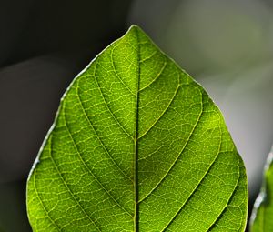 Preview wallpaper leaf, green, macro, veins