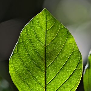 Preview wallpaper leaf, green, macro, veins