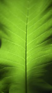 Preview wallpaper leaf, green, macro, plant, light