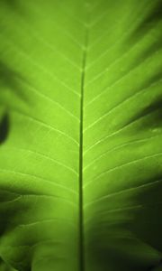 Preview wallpaper leaf, green, macro, plant, light