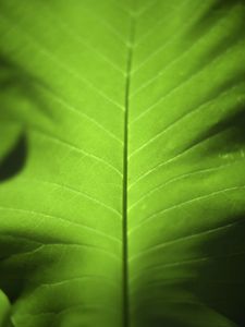 Preview wallpaper leaf, green, macro, plant, light