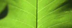 Preview wallpaper leaf, green, macro, plant, light