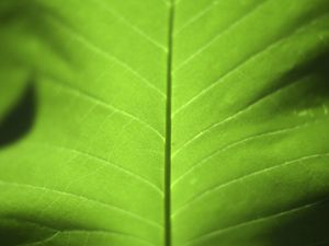 Preview wallpaper leaf, green, macro, plant, light