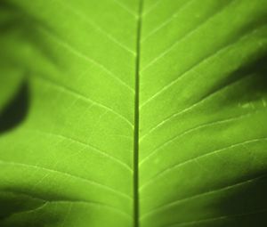 Preview wallpaper leaf, green, macro, plant, light