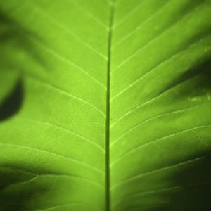Preview wallpaper leaf, green, macro, plant, light