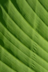 Preview wallpaper leaf, green, macro, bright, saturated