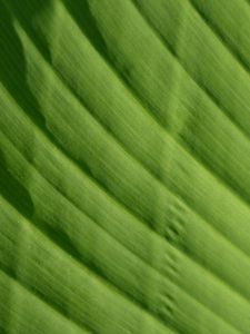 Preview wallpaper leaf, green, macro, bright, saturated