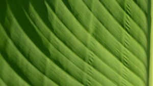 Preview wallpaper leaf, green, macro, bright, saturated