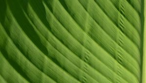 Preview wallpaper leaf, green, macro, bright, saturated