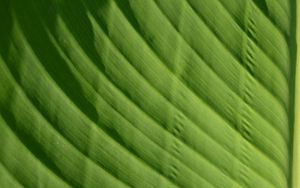 Preview wallpaper leaf, green, macro, bright, saturated