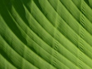 Preview wallpaper leaf, green, macro, bright, saturated