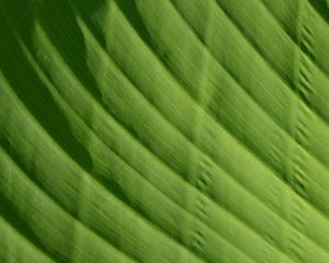 Preview wallpaper leaf, green, macro, bright, saturated