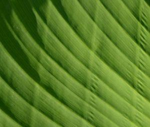 Preview wallpaper leaf, green, macro, bright, saturated