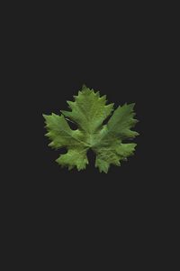 Preview wallpaper leaf, green, minimalism, closeup