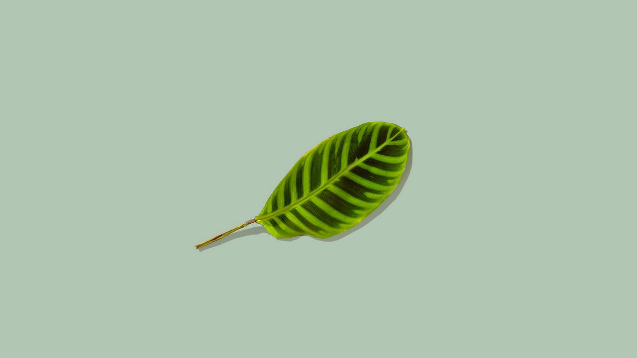 Wallpaper leaf, green, minimalism