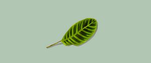 Preview wallpaper leaf, green, minimalism