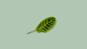 Preview wallpaper leaf, green, minimalism