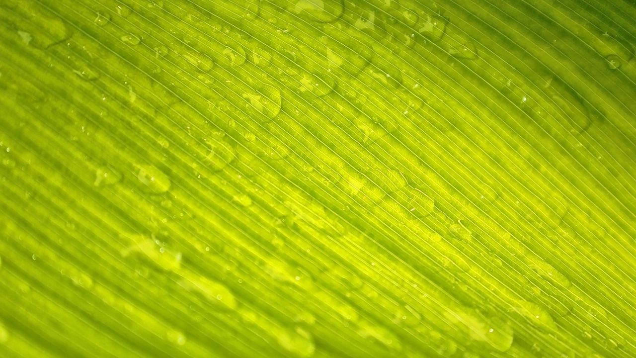 Wallpaper leaf, green, nature, macro, veins, drops, dew