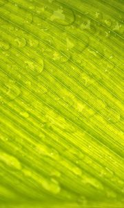 Preview wallpaper leaf, green, nature, macro, veins, drops, dew