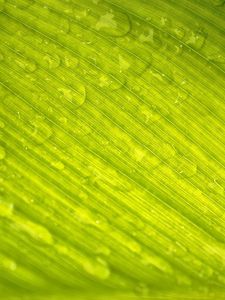 Preview wallpaper leaf, green, nature, macro, veins, drops, dew