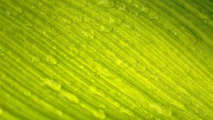 Preview wallpaper leaf, green, nature, macro, veins, drops, dew
