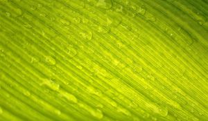 Preview wallpaper leaf, green, nature, macro, veins, drops, dew