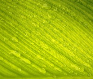 Preview wallpaper leaf, green, nature, macro, veins, drops, dew