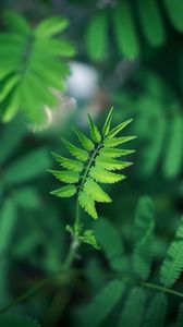 Preview wallpaper leaf, green, plant, branch, blur