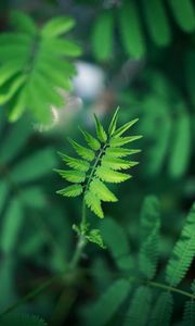 Preview wallpaper leaf, green, plant, branch, blur