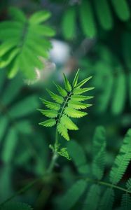 Preview wallpaper leaf, green, plant, branch, blur