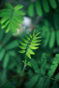 Preview wallpaper leaf, green, plant, branch, blur