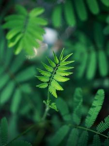 Preview wallpaper leaf, green, plant, branch, blur