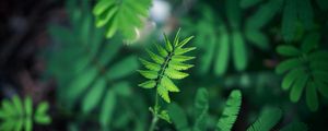 Preview wallpaper leaf, green, plant, branch, blur