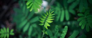 Preview wallpaper leaf, green, plant, branch, blur