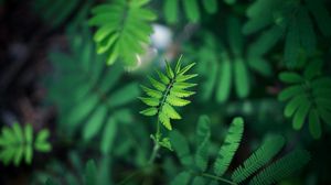 Preview wallpaper leaf, green, plant, branch, blur